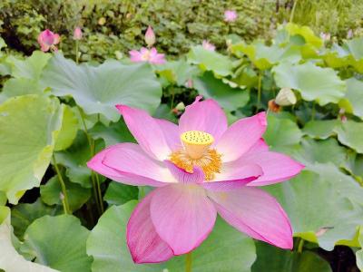 茅坪场镇：“荷”你邂逅 开出夏至氛围感