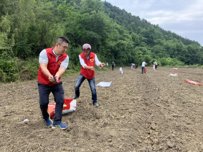 茅坪场镇长荣村：开展玉米高产实验 助力村民增产增收