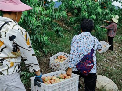 “桃”醉一夏 洋坪镇鲜桃甜蜜上市