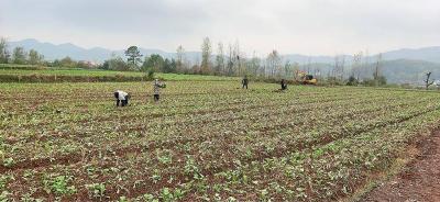 【聚焦乡村振兴】“田管家”接棒上工 延伸“保姆式”托管服务