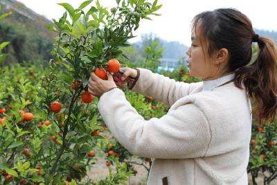 【聚焦乡村振兴】花林寺镇：水果品种又上新 乡村振兴增加新引擎