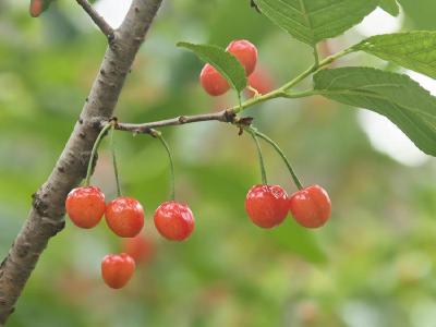 花林寺镇：红妃大樱桃“甜蜜”上市