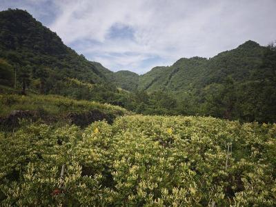 【聚焦乡村振兴】花林寺镇：金银花开香满山 产业振兴富乡邻
