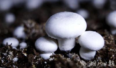 【聚焦乡村振兴】远安：人大代表联手 破解“菇农之困”