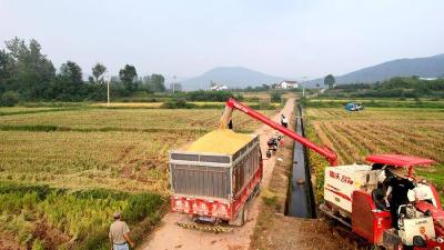 【和美远安】河口乡：金秋十月稻飘香 人大代表助农收