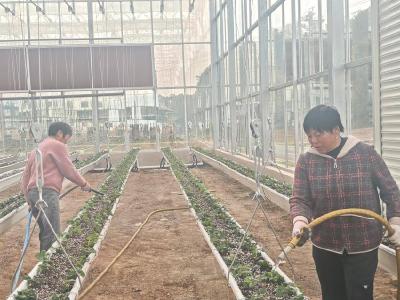 花林寺镇：桃李村“空中草莓”开始栽种