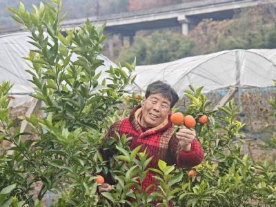 【和美远安】花林寺镇高楼村红橘喜获丰收