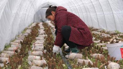 【聚焦乡村振兴】旧县镇：立春羊肚菌抢“鲜”上市 温室大棚迎来首轮丰收