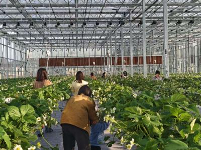 【聚焦乡村振兴】智慧农业赋能乡村游 桃李村“无土草莓”甜蜜上市