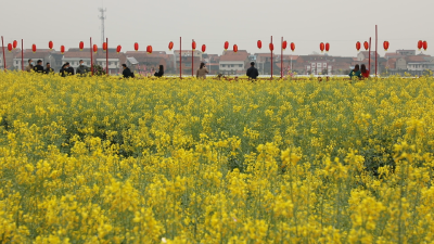 贯彻落实两会精神｜大法寺镇：擦亮油菜金名片 缔造乡村共富裕