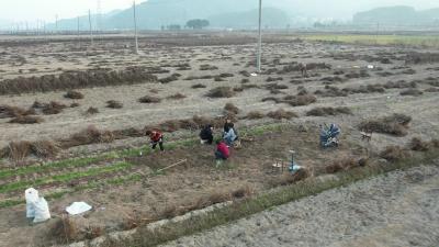 武穴：佛手山药走俏年货市场