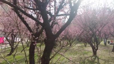 武穴：春暖花开 市民踏青赏花争享“梅”好时光