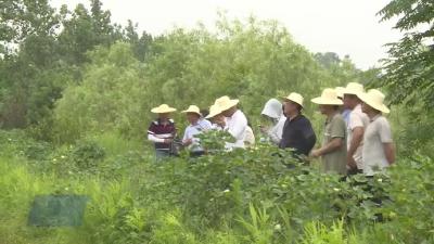 省农科院到梅川镇调研农业科技赋能“五五”工程专项工作