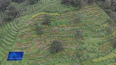 邢元村：茶旅融合激发乡村振兴新动能