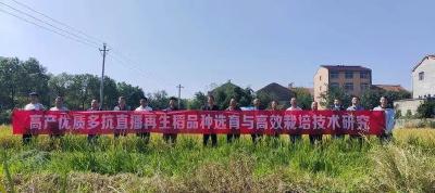 “稻”喜了！武穴直播再生稻周年亩产量突破“吨粮”目标