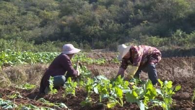 决战四季度  决胜全年红 | 大法寺镇：秋冬油菜移栽忙