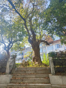 武穴城区百年古树排名榜来了！看看有你知道的没→