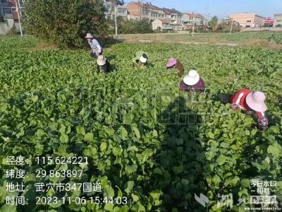 龙坪镇：农业机械化助力秋播油菜生产有保障