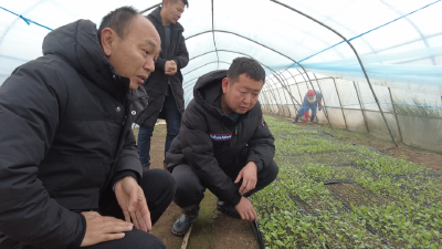 下基层察民情解民忧暖民心 | 龙坪镇：积极应对寒潮天气 确保农业安全生产