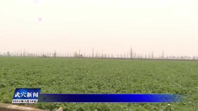 万丈湖街道：积极应对寒潮天气保障农业生产安全
