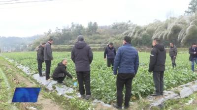 湖北省“515”科技服务行动专家来我市指导油菜抗灾生产