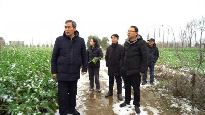 迎战低温雨雪天气｜中国农科院专家为武穴40万亩油菜越冬“支招”