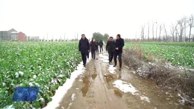 武穴：农技专家下田“支招”  确保40万亩油菜预防雨雪灾害