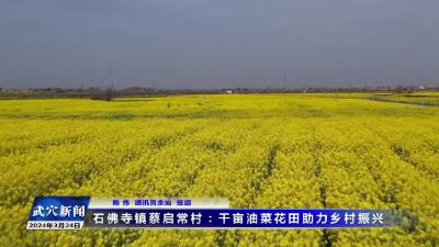 石佛寺镇蔡启常村：千亩油菜花田助力乡村振兴