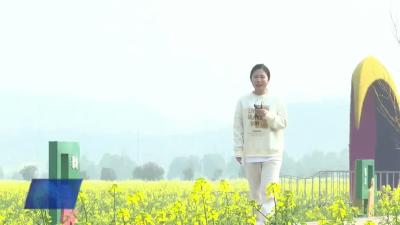 武穴油菜花海景点打卡地——桂家畈