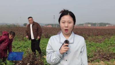 技术专家田间指导，助力油菜“一菜两用”