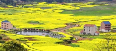 张凤翔：春来武穴看花海　我家住在花中央