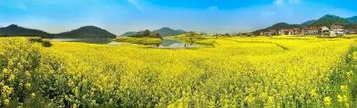 徐帅：油菜花，我永恒的思念