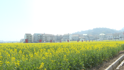 武穴油菜花竞相盛开 游客相约踏青赏花