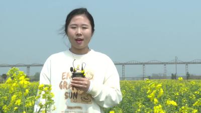 武穴油菜花海景点打卡地——陆政畈渡槽