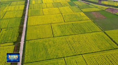 强县工程看武穴丨黄冈广播电视台关注武穴油菜产业