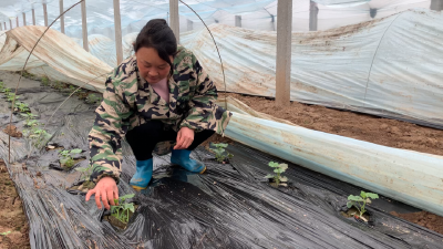 巾帼心向党 建功先行区 | 李均英：厚植乡土情怀，做好乡村振兴新农人