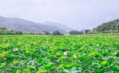 快打卡！大山深处的“夏日小美好”~连空气都是甜的