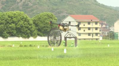 高温下的坚守 | 武穴农技人员：汗水洒在田野上  防治虫害保丰收