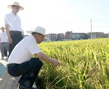 ?胡昊檢查督辦2024年中國農民豐收節（黃岡主會場）活動籌備工作