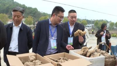 佛手山藥人氣旺！各地采購商組團打卡武穴農產品原產地