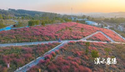 上萬平米垃圾填埋場，開滿鮮花：屬于襄陽人的浪漫！