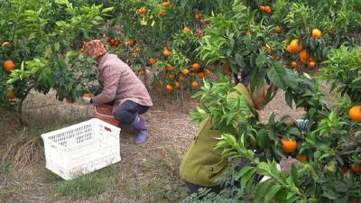 嘉树种养家庭农场：橘橙喜丰收 村民笑开颜  