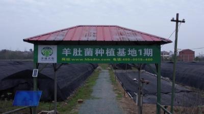 小小羊肚菌孕育新“钱”景