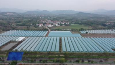 從永西“紅”到永西“綠”  喜看梅川特色產業園辣椒大豐收