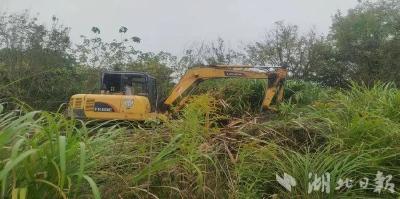 武穴一蔬菜基地现“加拿大一枝黄花”，多部门联合“斩草除根” 