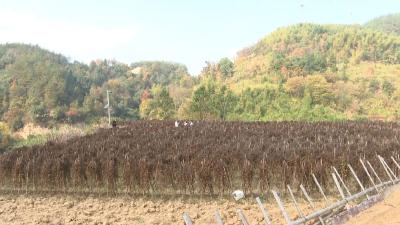 在手机上能“种”出百园山药？没错，这是真的→