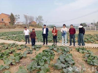 武汉洪山菜薹“落户”田家镇韩垸村  