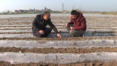 龙坪镇：农技服务到田间，助力冬种促增收