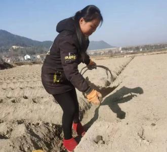 流转撂荒地200亩！86年的她勇挑乡村振兴大梁