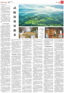 武陵深处访藤茶